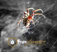 MAX Spider Control Perth image 8